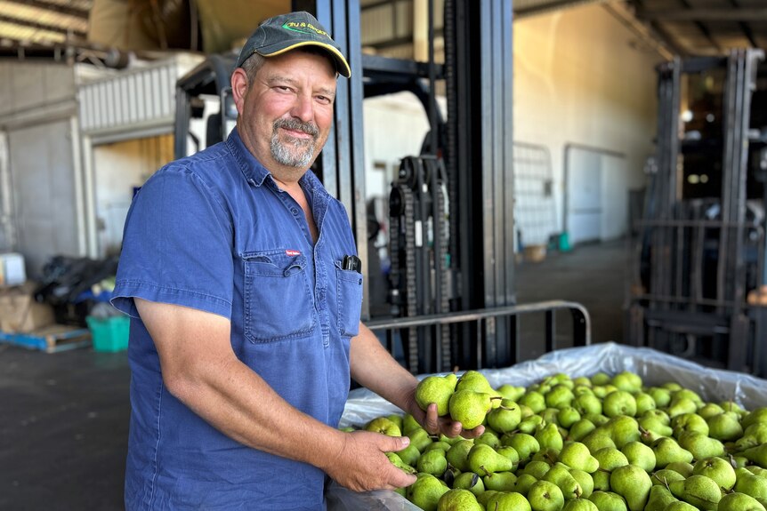 Richard Licciardello checking out his pear produce in his local packing shed.