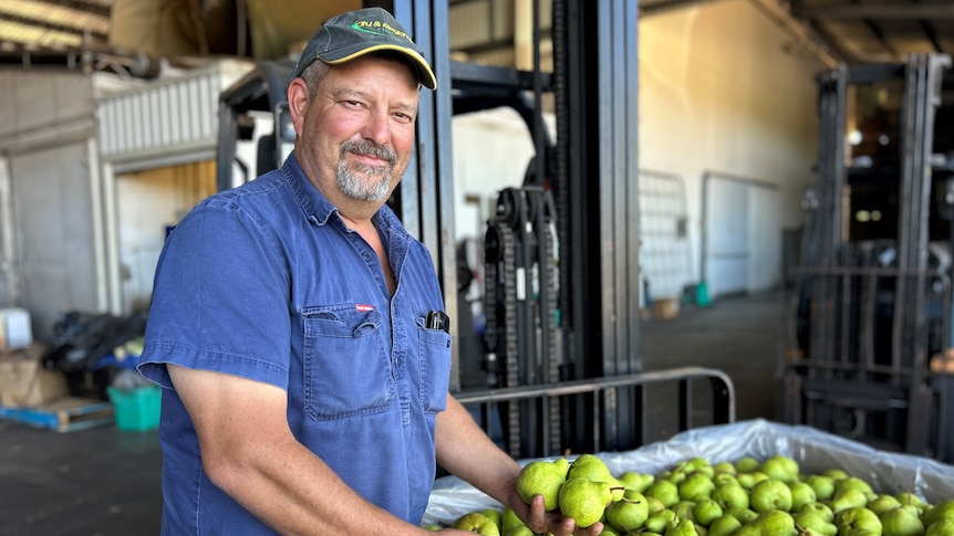 A smiling older man, grey goatee, green cap, denim shirt, three pears in hand in a packing shed.