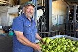 A smiling older man, grey goatee, green cap, denim shirt, three pears in hand in a packing shed.