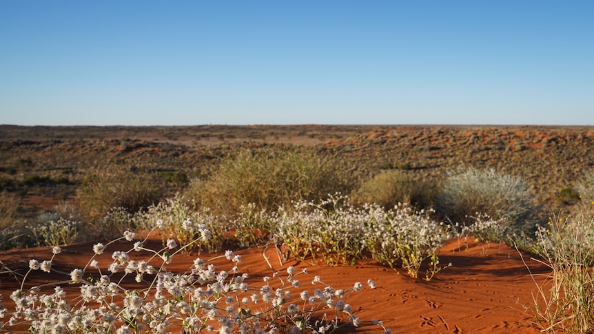 Red sand hills, with flowers blooming on top