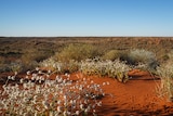 Red sand hills, with flowers blooming on top