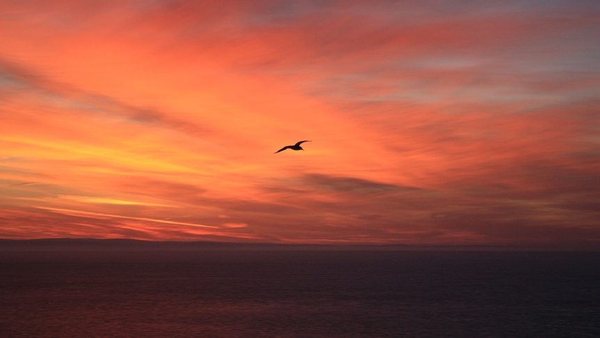 A bird soars above the ocean with an orange-lit sky in the background.