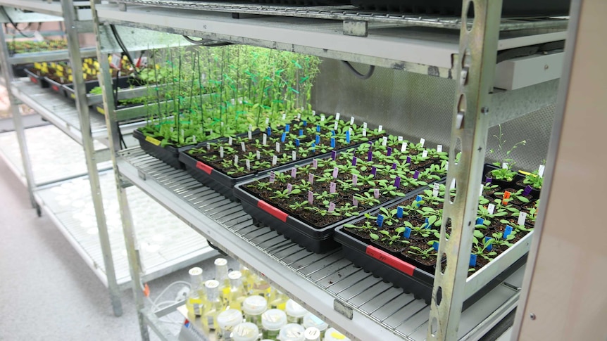 Trays of plants in a laboratory