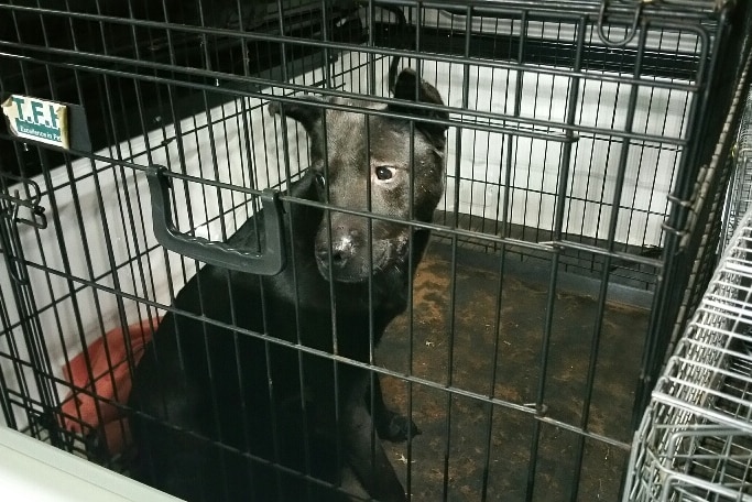 A black dog sits in a cage