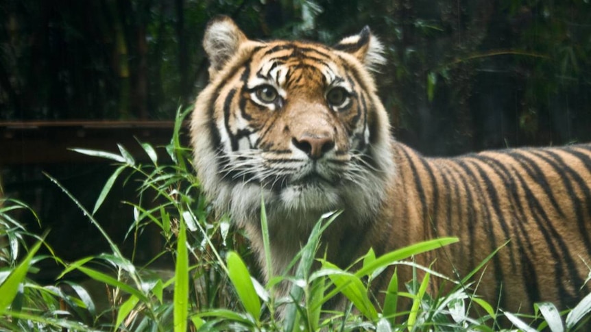 Sumatran tiger at Taronga Zoo