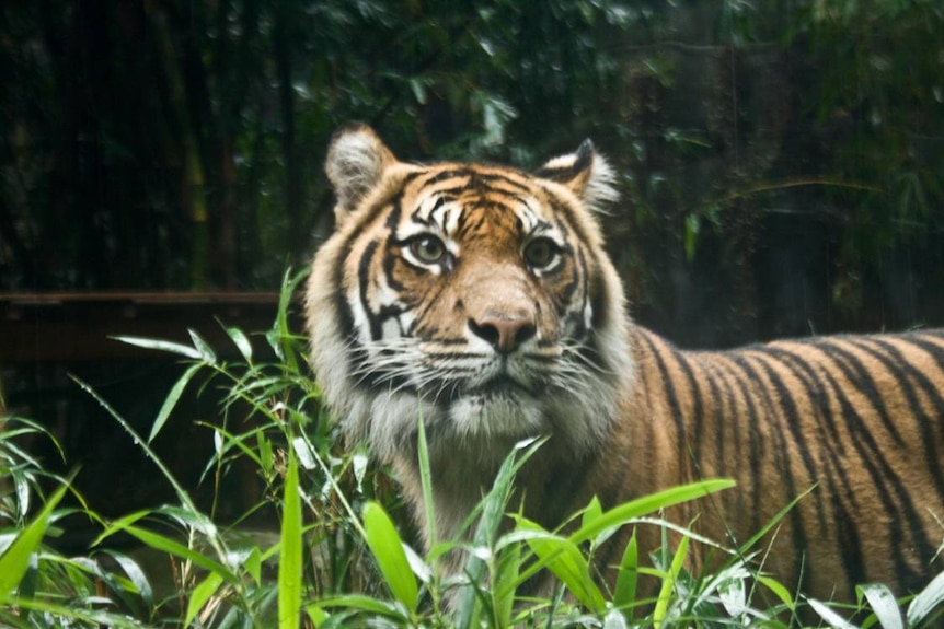 Sumatran tiger at Taronga Zoo