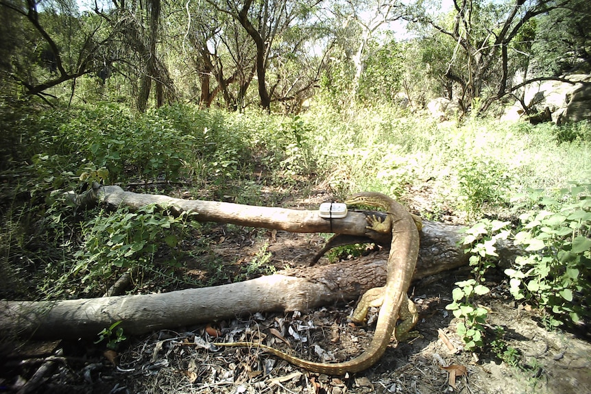 A goanna nears a tin attached to a log