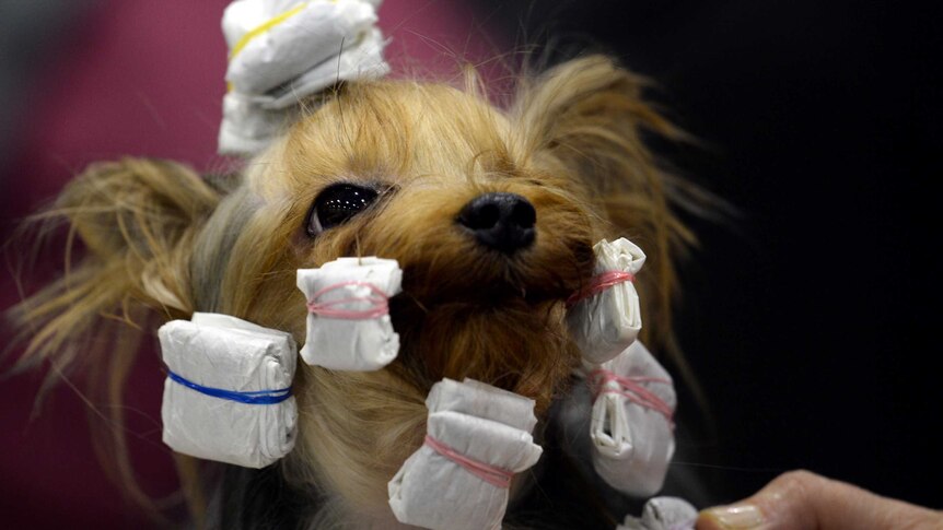 A Yorkshire terrier is prepared for a competition during an international pedigree dog exhibition.