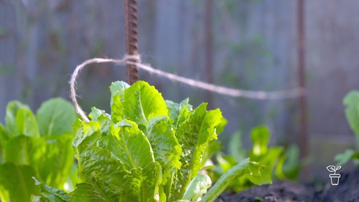 String line tied above leafy green vegetables growing in a vegie patch
