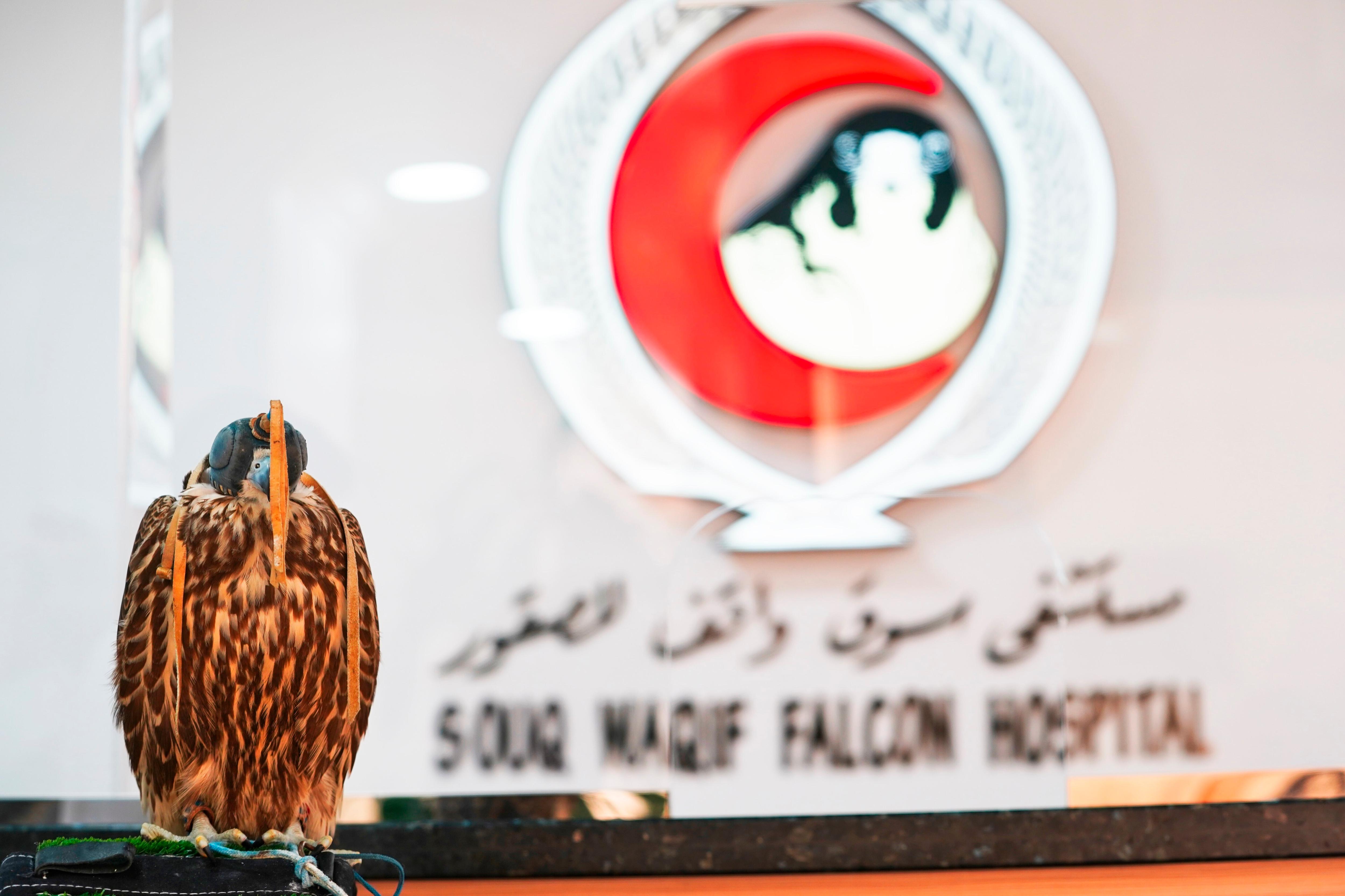 A falcon sits with its whole head covered by a helmet