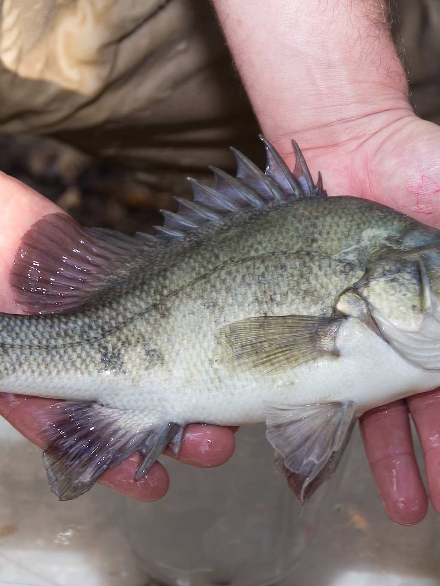 A man's hands holding a fish