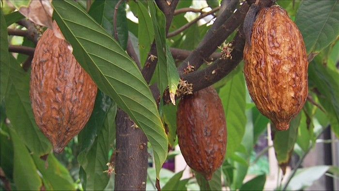 The Sweetest Plant - Gardening Australia