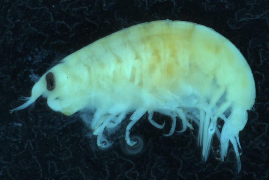 A close-up of the lysianassid amphipod.