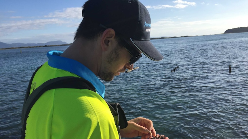 Ben Cameron looks at dead oysters.