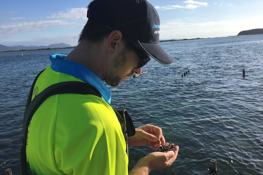 Ben Cameron looks at dead oysters.