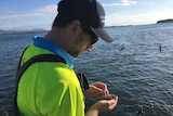 Ben Cameron looks at dead oysters.