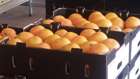 Kimberley Produce exports grapefruit to Perth, Sydney and Melbourne markets