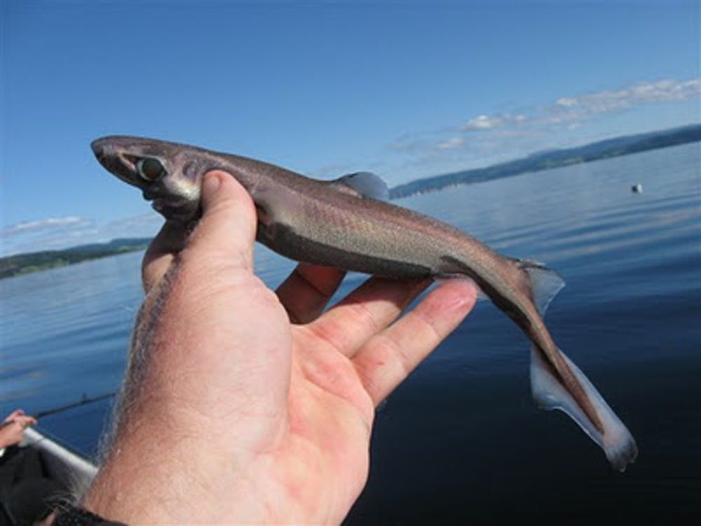 Маленькая акула фото Dwarf lanternshark Animal Database Fandom