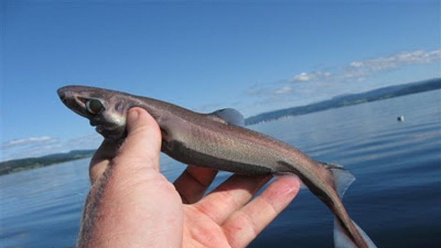 A man holds a small shark about the size of his hand.