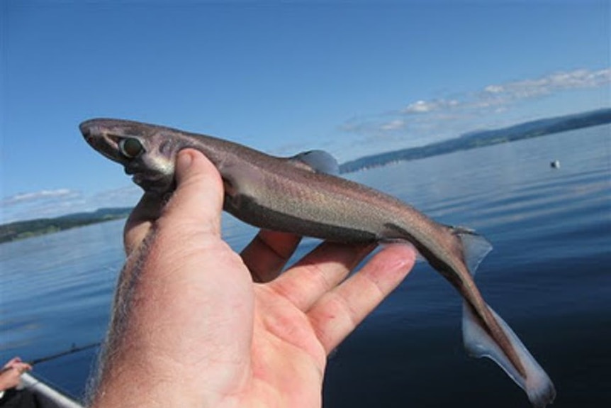 A man holds a small shark about the size of his hand.