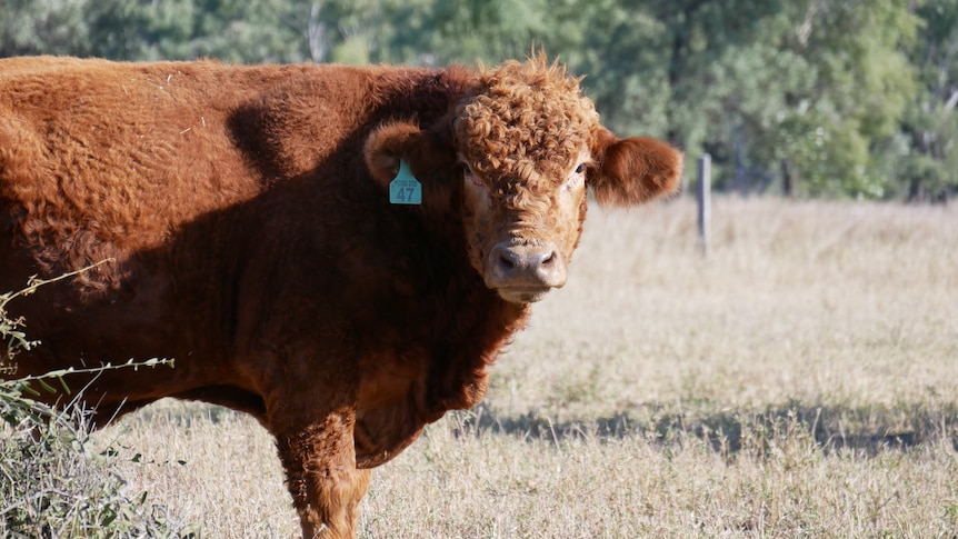 A rather woolly cow stands in a paddock.