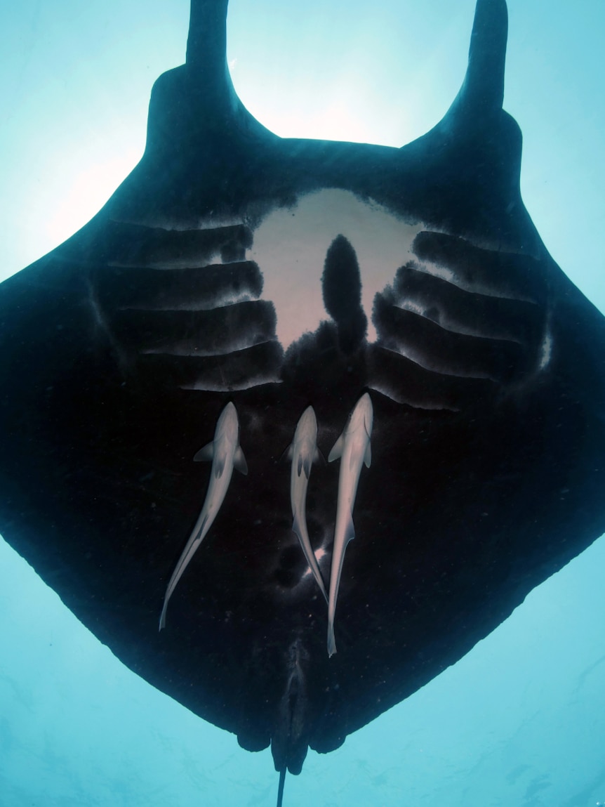 A manta ray with cleaner fish