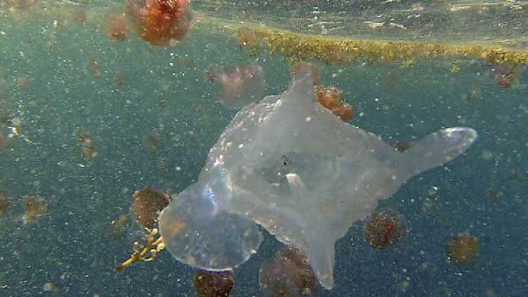 New types of Irukandji jellyfish with other brown jellyfish in background