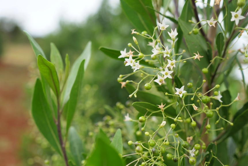 Flor de Duboisia