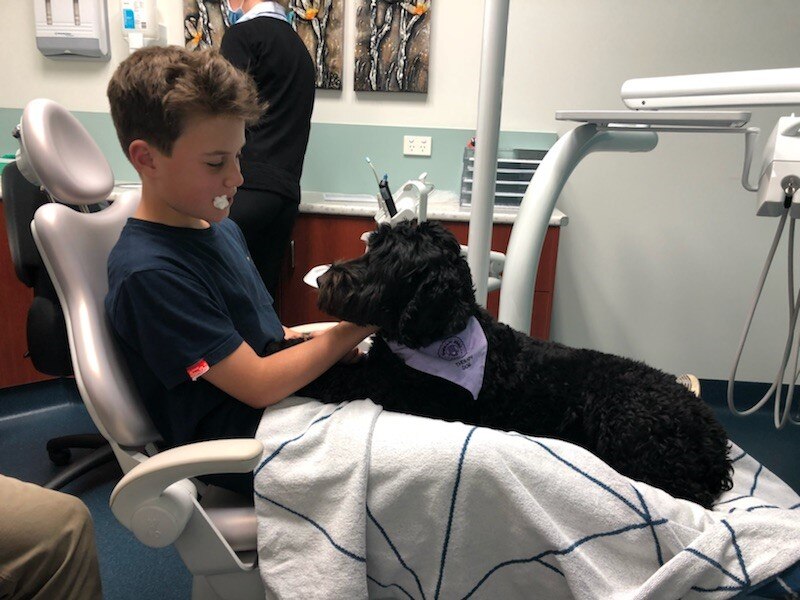 Dentist's therapy dog helping young patients cope with the stress ABC
