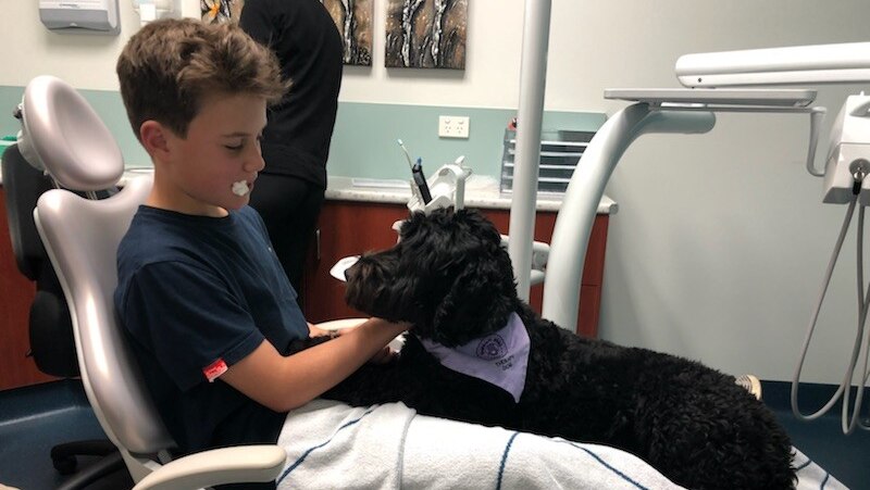 The black dental therapy dog sits on the lap of Alex Gorman who has just been treated by the dentist.