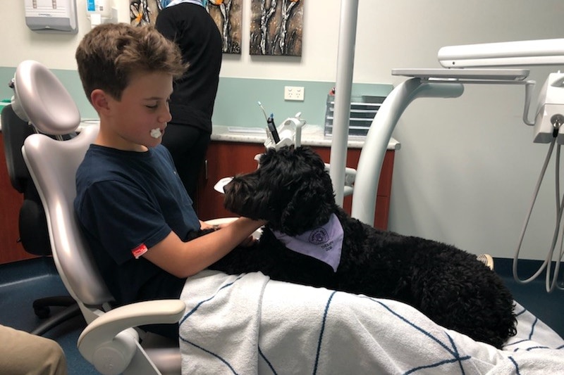 The black dental therapy dog sits on the lap of Alex Gorman who has just been treated by the dentist.