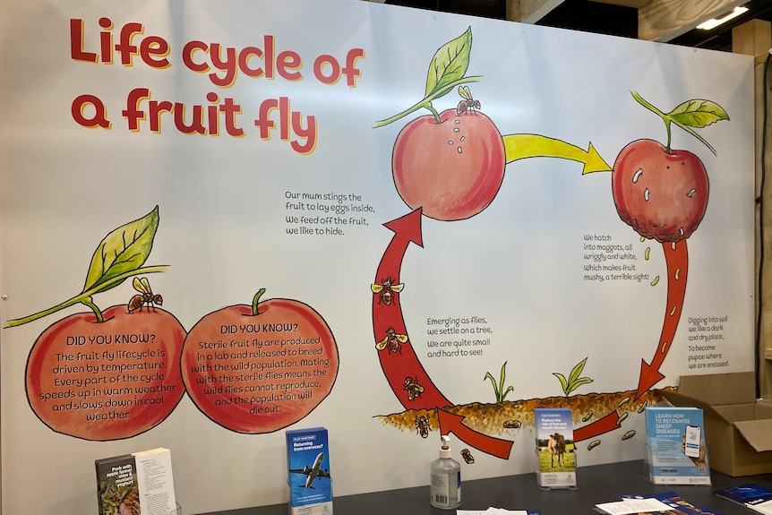 A diagram showing the life cycle of a fruit fly.