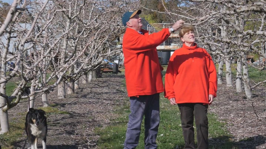 A man and a woman wearing red jumpers are standing in an orchard looking at apple trees