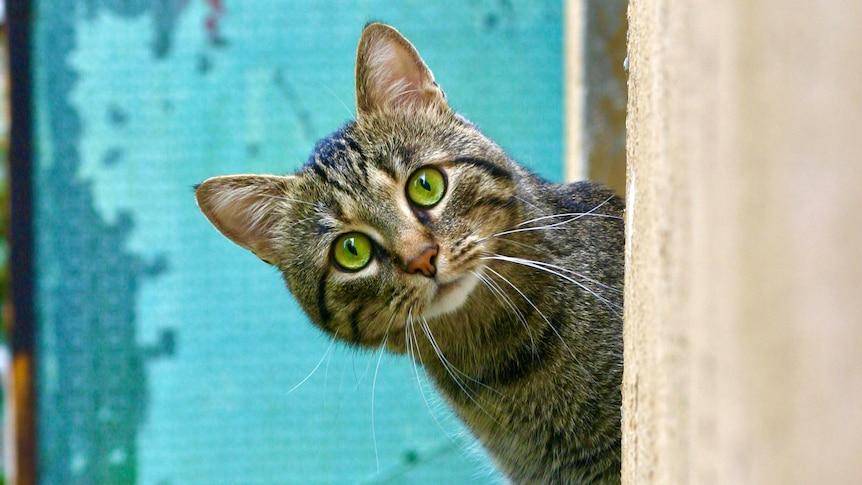 A grey cat with green eyes leans out over a cement ledge, with a blue outdoor wall behind it.