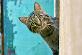 A grey cat with green eyes leans out over a cement ledge, with a blue outdoor wall behind it.