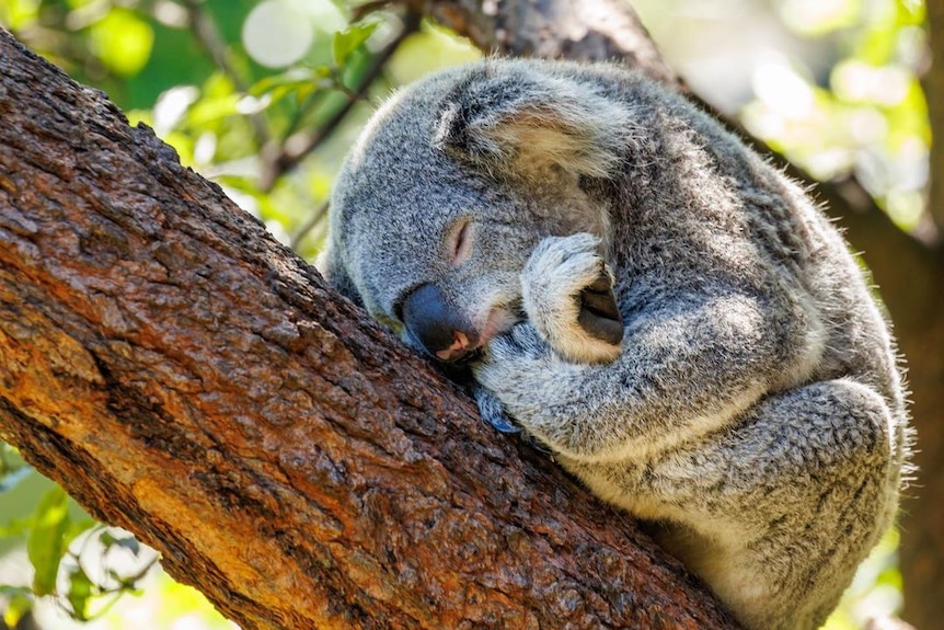 A photograph of a koala sleeping comfortably in a tree.