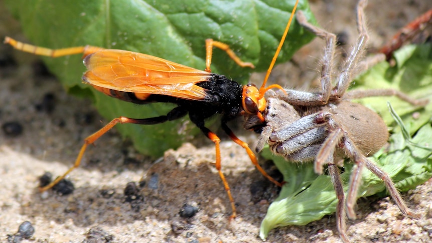 A spider wasp takes on a spider.