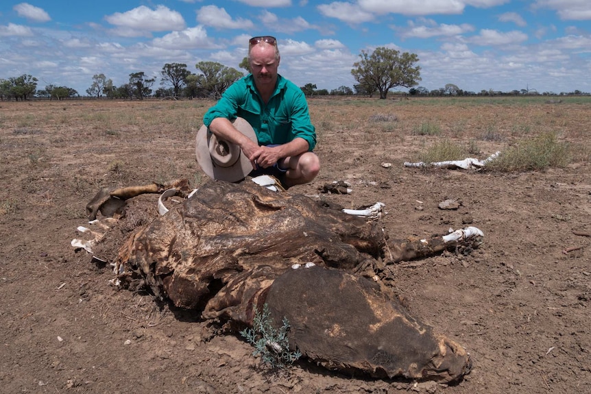 A man crouches down in a dusty, dry paddock and inspects a cow carcass.