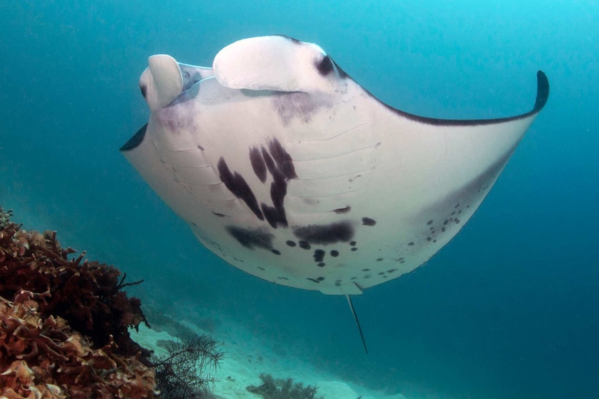 Close up of a reef manta ray