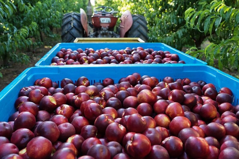 Freshly harvested nectarines in crates on a stone fruit orchard