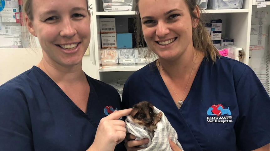 Two veterinarian staff with a possum rescued from a bushfire in Sydney.