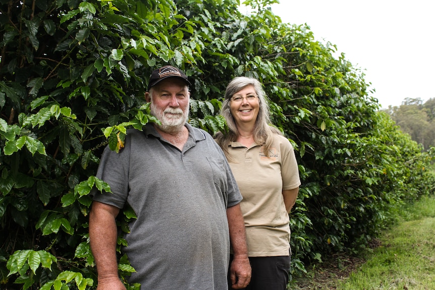 Peter Webb and Denise Whitney among the coffee trees at Mountain Top Coffee Estate.