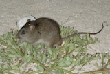 A small rodent on a sandy background.