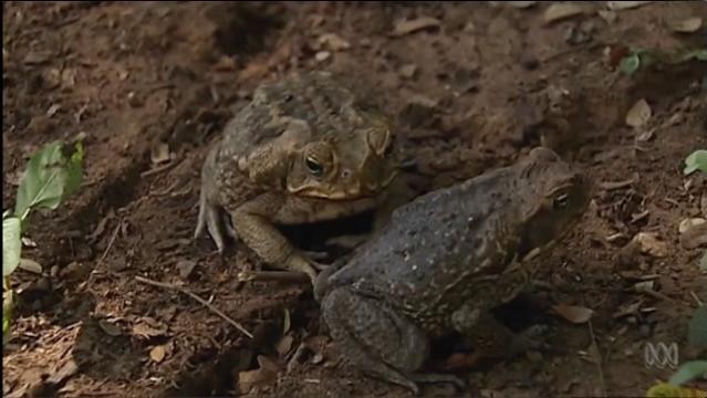 Two cane toads sit on the ground