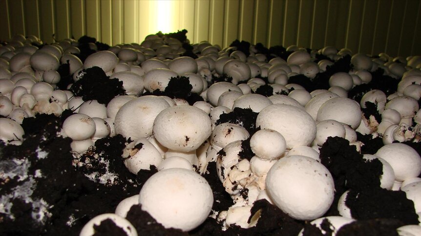 Mushroom farmer sends bore water away for testing