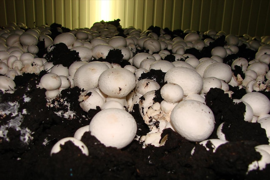 Mushroom farmer sends bore water away for testing