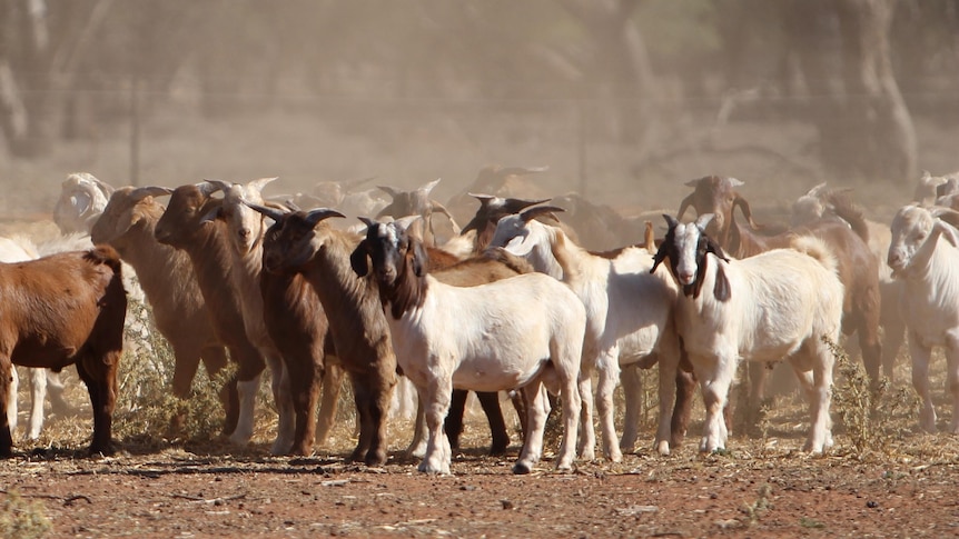 A line of goats eating hay