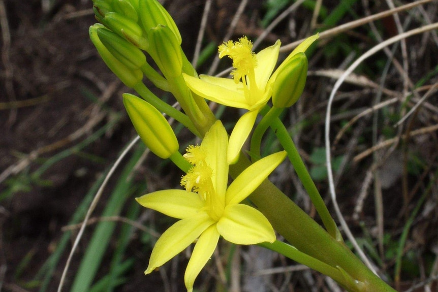 Bulbine lily (Bulbine vagans) is a native Australian indoor plant