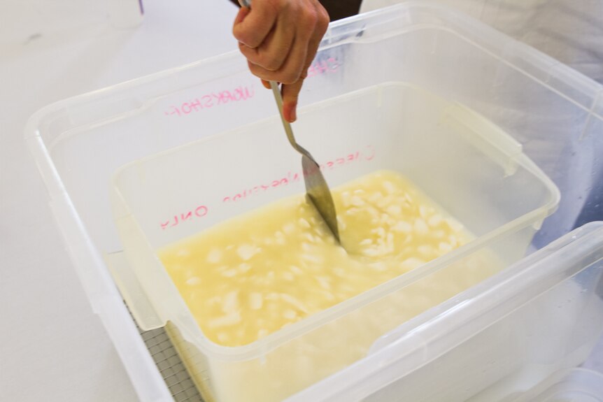 Curds are stirred to create movement and find the right moisture of the cheese.