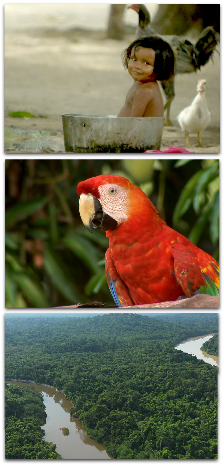 The Arariboia Indigenous territory is the home of the Guajajara people, who live among the rainforest